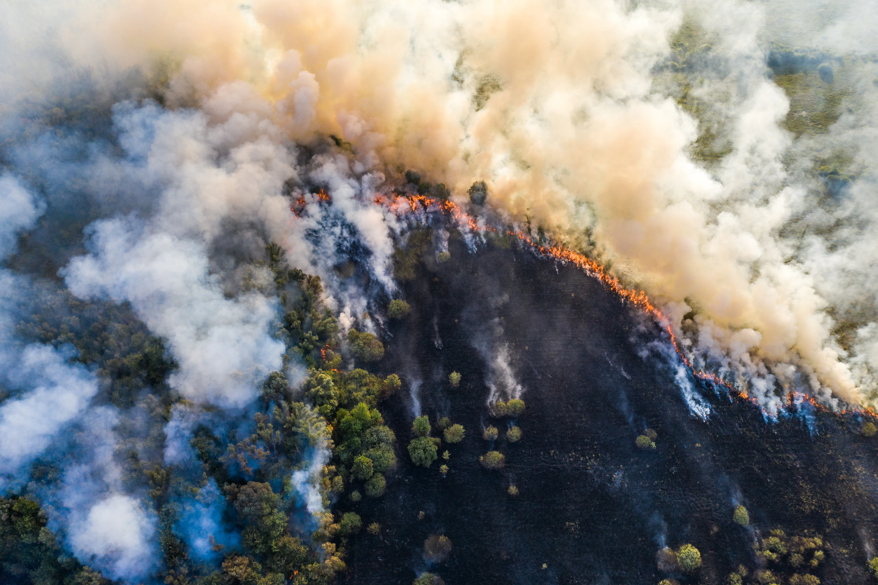 Wild Fire Smoke detector